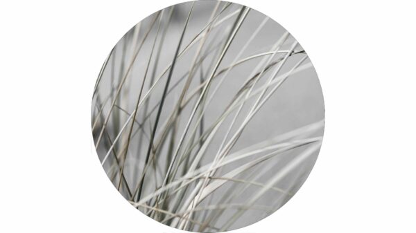 Posterdruck Mellow Grasses 4